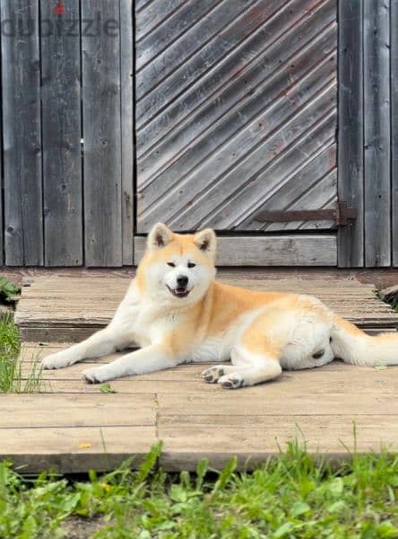 Japanese Akita From Russia 7
