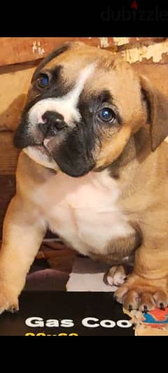 Available male
American bully 0