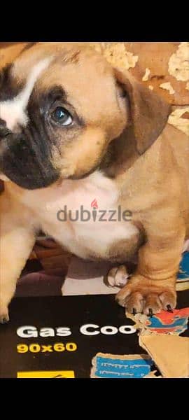 Available male
American bully 1