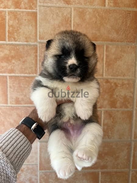 American akita puppies - imported family 0