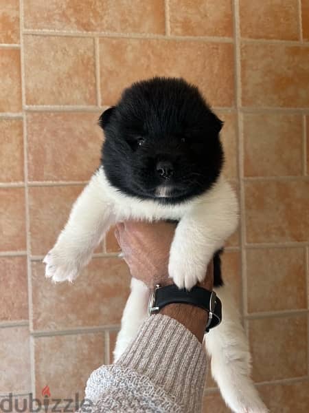 American akita puppies - imported family 1
