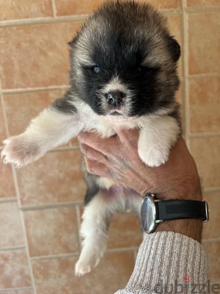 American akita puppies - imported family 2