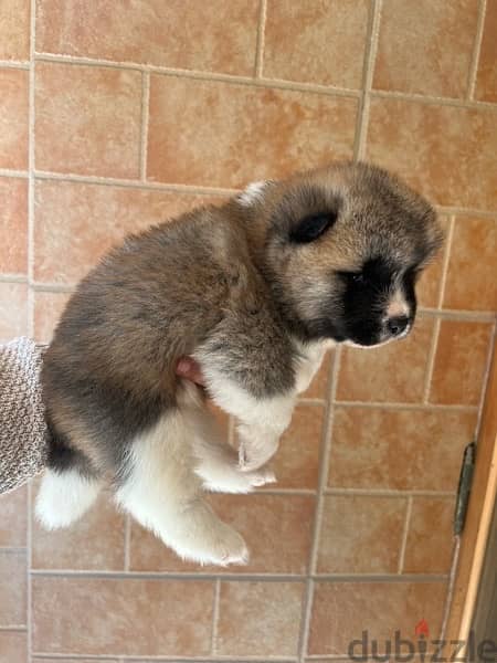 American akita puppies - imported family 3
