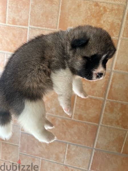 American akita puppies - imported family 5