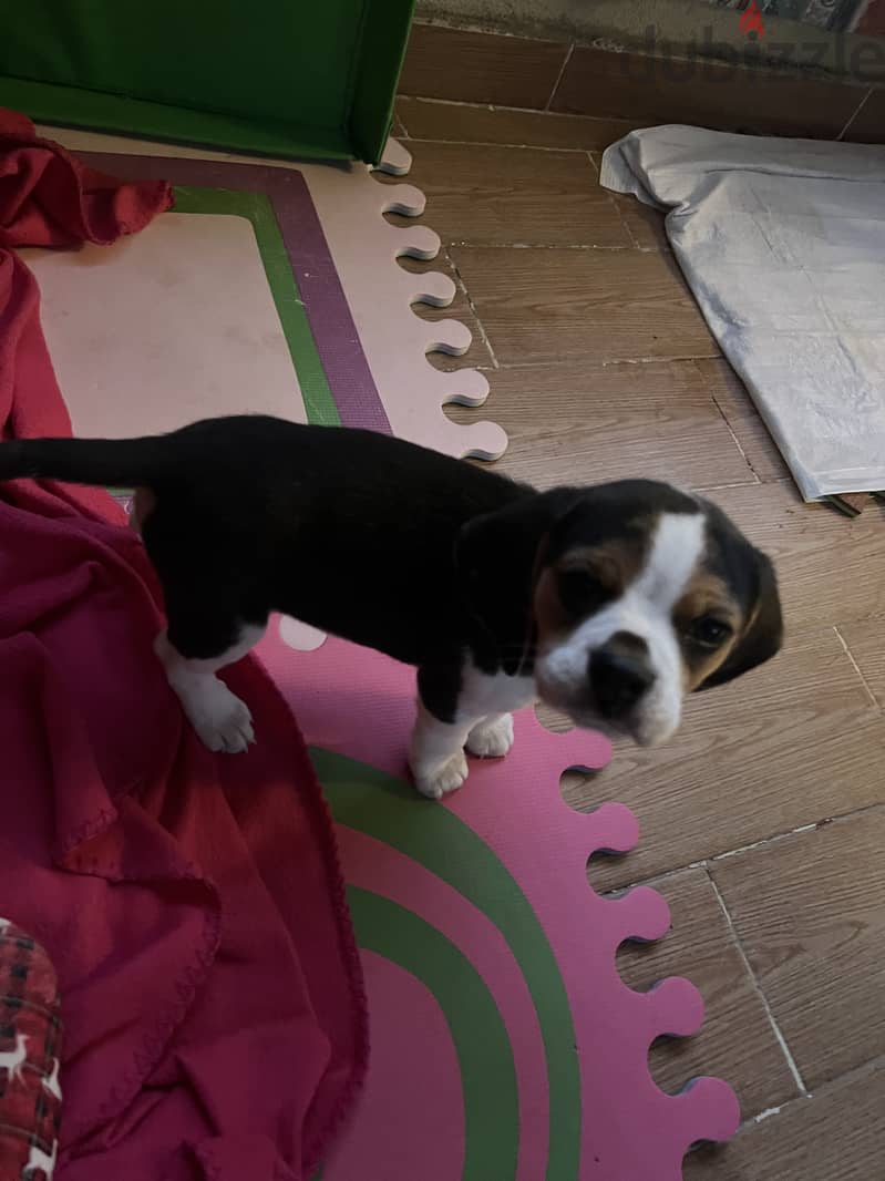 For sale beagle male 2 months 0