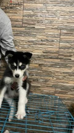 husky puppy for sale 0