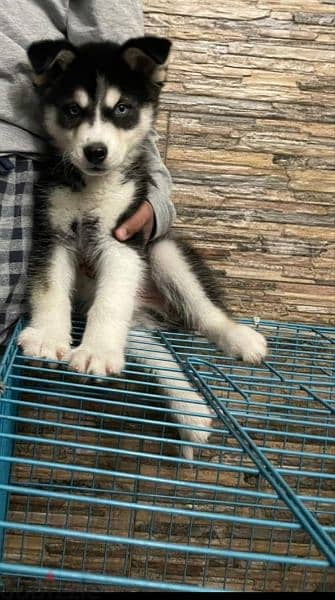 husky puppy for sale 1