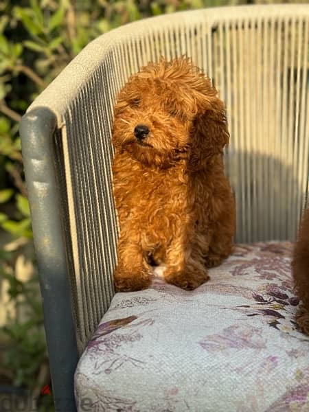 important toy poodle females with Asian FCI pedigree 0