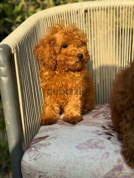 important toy poodle females with Asian FCI pedigree 2