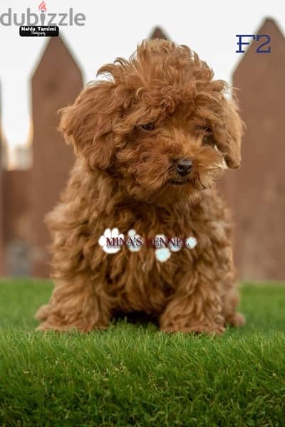 super mini toy poodle puppies /جراوي توي بودل 4