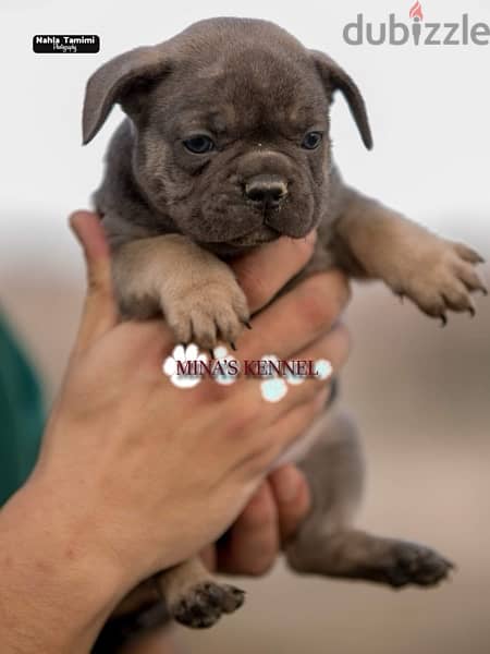super french bulldog puppies blue & blue tan / جراوي فرنش بولدوج بلو 5