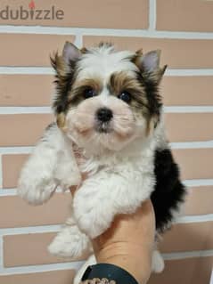 Biewer Terrier Female From Russia