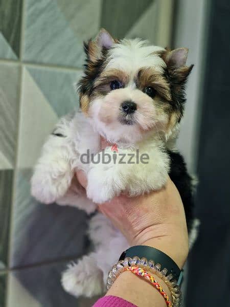 Biewer Terrier Female From Russia 7