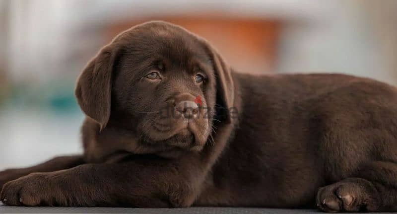 Labrador puppies From Russia FCI documents 6