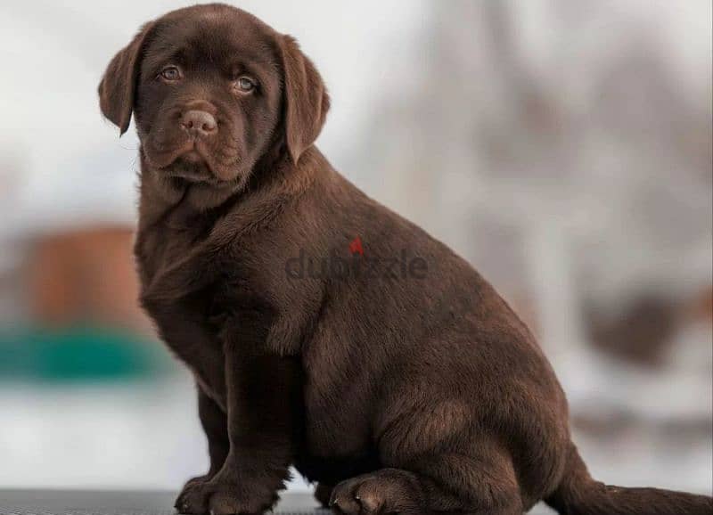 Labrador puppies From Russia FCI documents 1