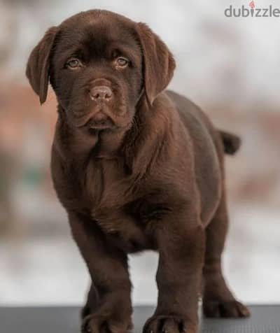 Labrador puppies From Russia FCI documents