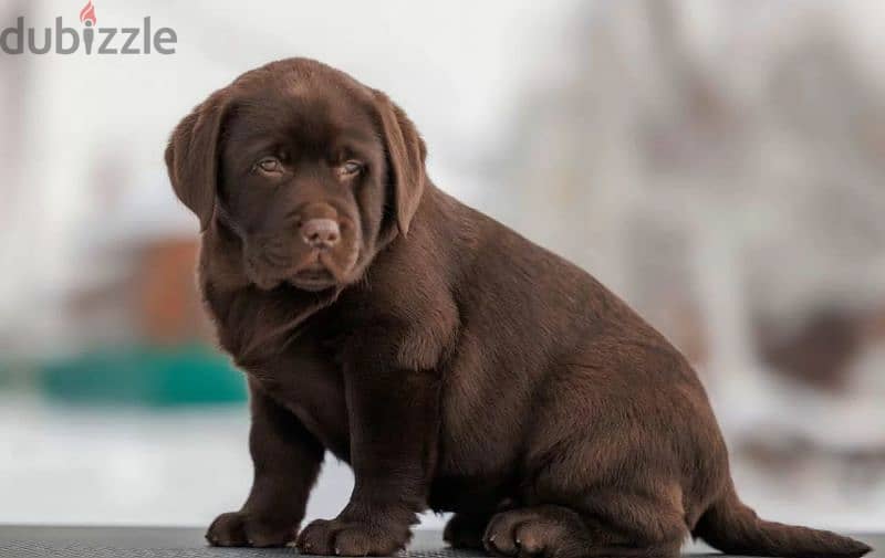 Labrador puppies From Russia FCI documents 5