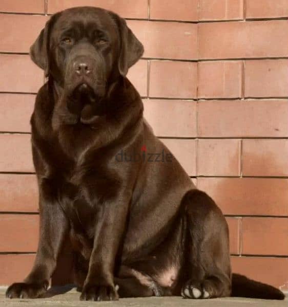 Labrador puppies From Russia FCI documents 12