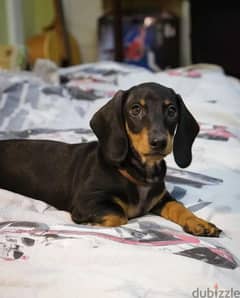 Dachshund From Russia With Full Documents
