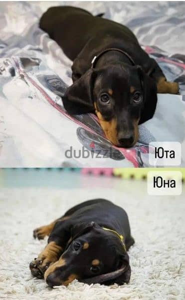 Dachshund From Russia With Full Documents 1