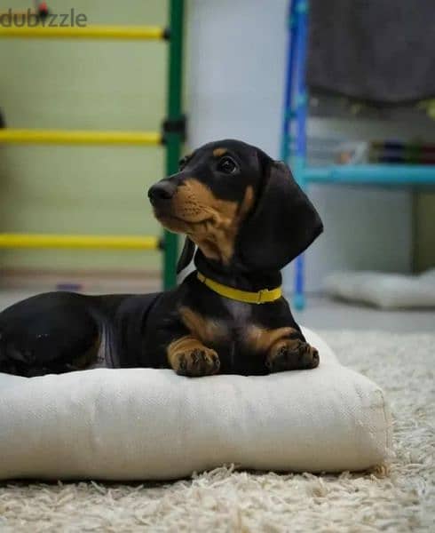 Dachshund From Russia With Full Documents 2