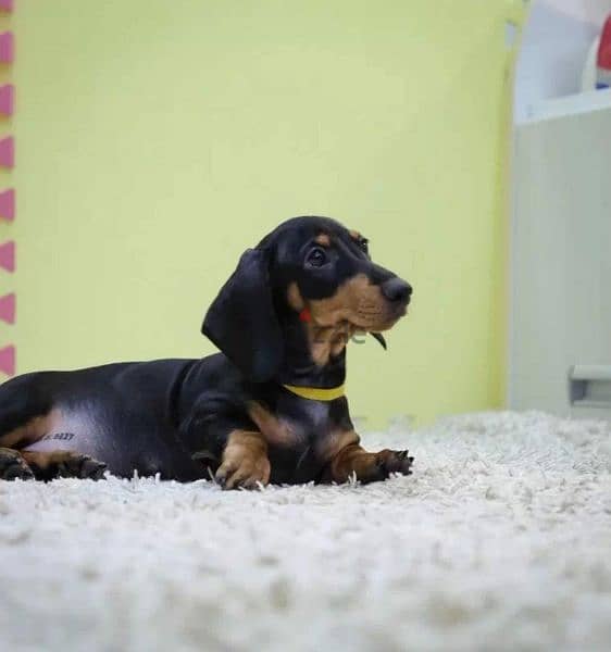 Dachshund From Russia With Full Documents 5