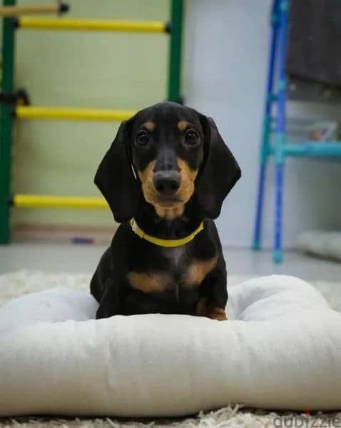 Dachshund From Russia With Full Documents 8