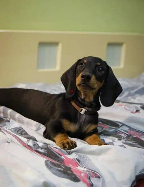 Dachshund From Russia With Full Documents 9