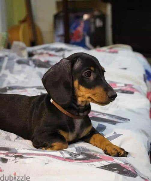 Dachshund From Russia With Full Documents 10