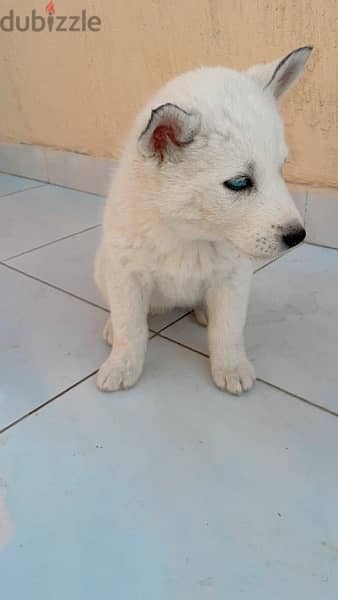 pure Siberian husky puppies for sale 1