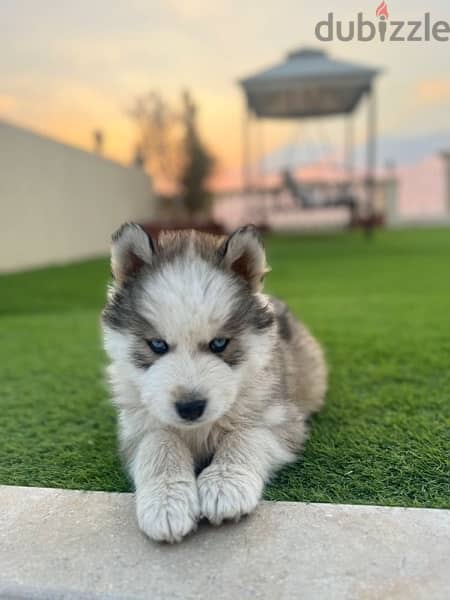 pure Siberian husky puppies for sale 2