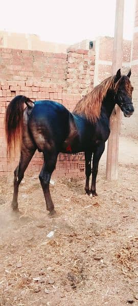 حصان عربي بيور 2