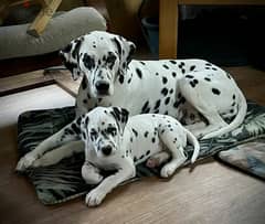 Dalmatian Puppy From Russia FCI documents