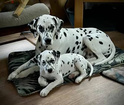 Dalmatian