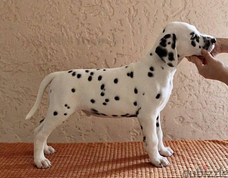 Dalmatian Puppy From Russia FCI documents 1
