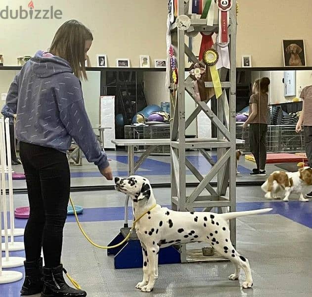 Dalmatian Puppy From Russia FCI documents 2