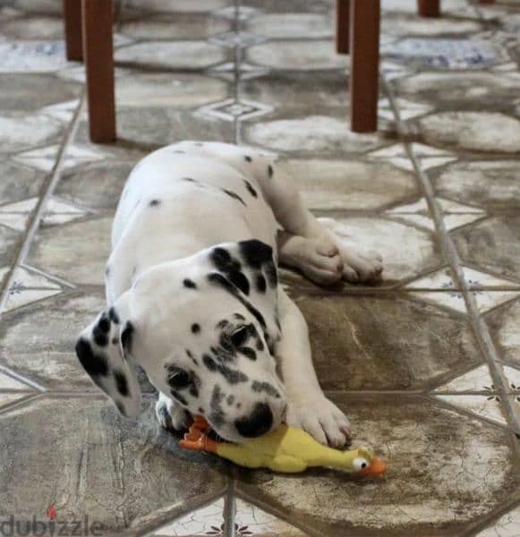 Dalmatian Puppy From Russia FCI documents 3