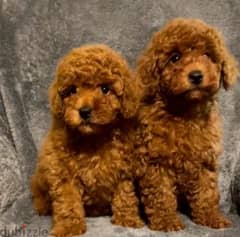 Toy Poodle From Russia Males and Females