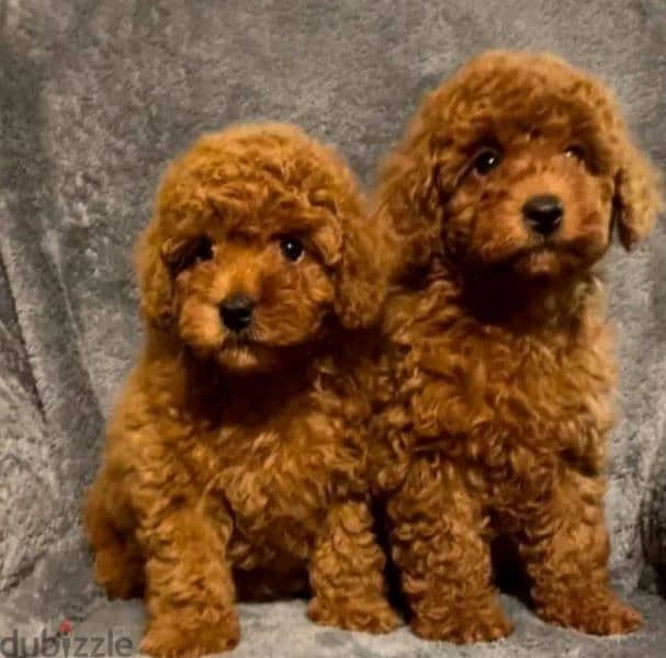 Toy Poodle From Russia Males and Females 0