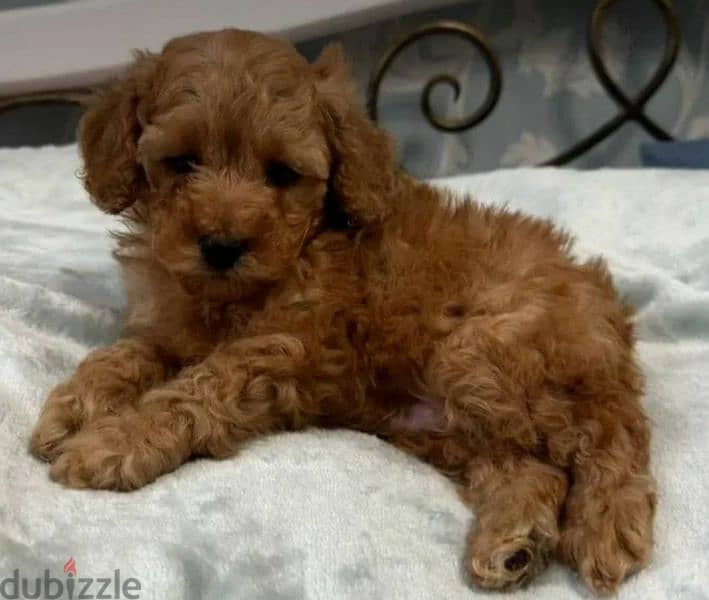 Toy Poodle From Russia Males and Females 1