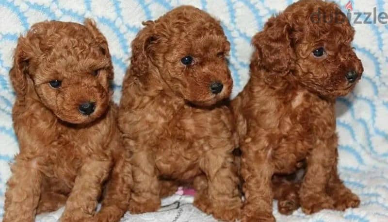 Toy Poodle From Russia Males and Females 2