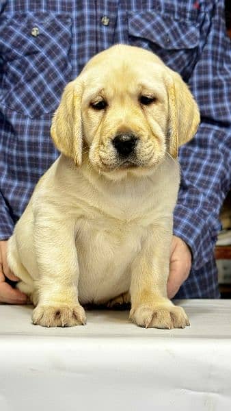 Labrador Puppy male From Russia FCI 1