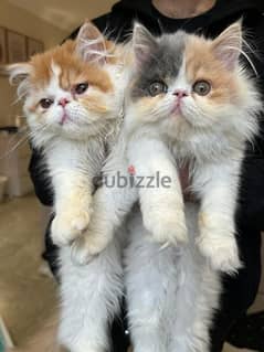 Male / female Persian kittens 0
