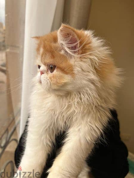 Male / female Persian kittens 1