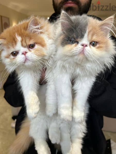 Male / female Persian kittens 3