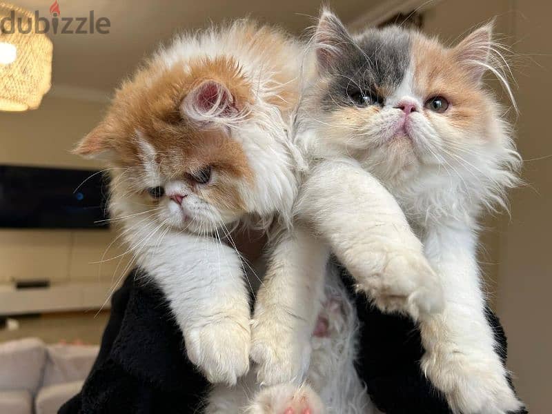 Male / female Persian kittens 4