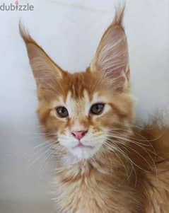 Maine Coon Male From Russia