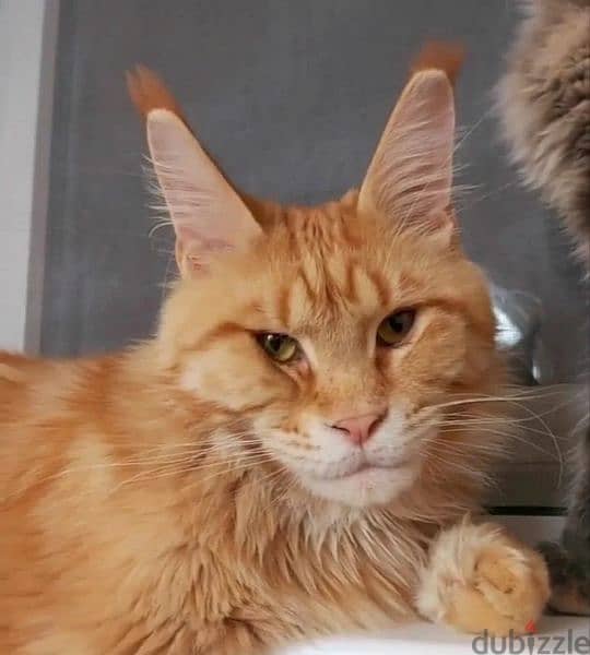 Maine Coon Male From Russia 4