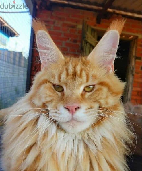 Maine Coon Male From Russia 5