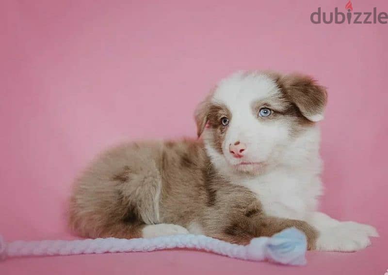 Border collie puppies Males and Rare color from Russia 3